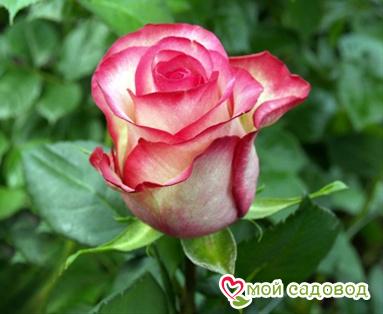 Роза Карусель