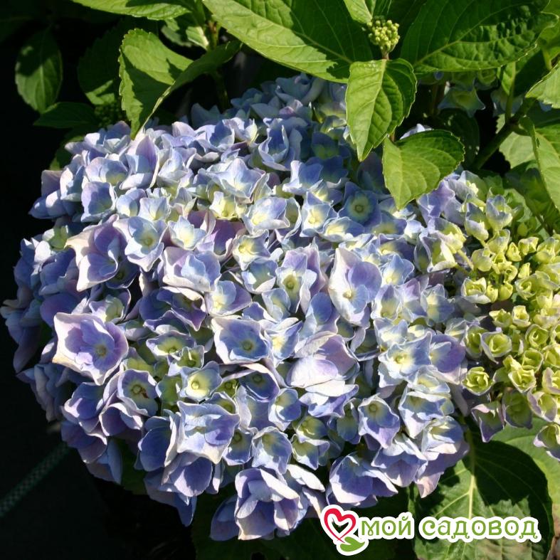 Гортензия крупнолистная Боденси ЗКС