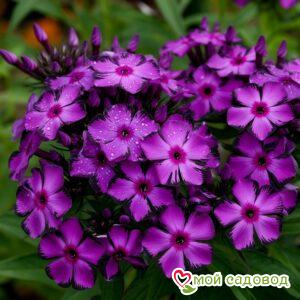 Флокс Клауд Шарм